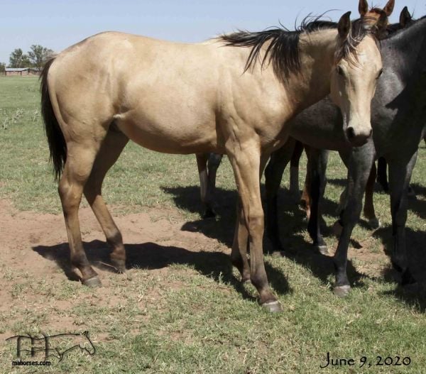 Miss Bee Bee's 2019 unregistered buckskin colt